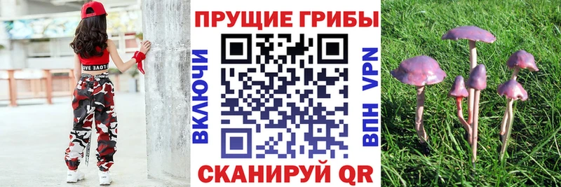 дарнет шоп  Подпорожье  Псилоцибиновые грибы Cubensis 